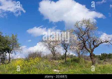 Fioritura di mandorle selvatiche tra fiori gialli contro un cielo blu con nuvole. Israele Foto Stock