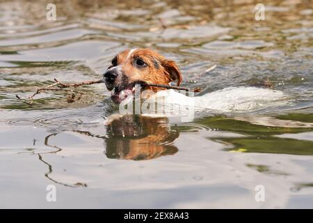 Piccolo Jack Russell terrier nuotare nel fiume in giornata di sole con avambraccio grande Foto Stock