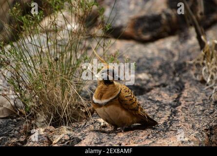 Piccione spinifex, Geopygnyropifera, colomba in habitat naturale, West Macdonnell Ranges, Australia Foto Stock