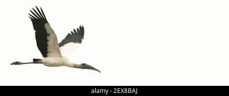 Una cicogna di legno in volo con spazio di copia, giornata globale di birdwatching grande giorno Foto Stock