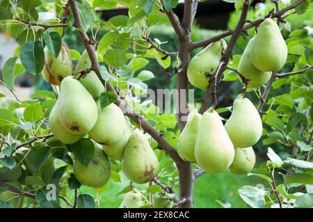 Un piccolo pero con molti frutti grandi e maturi nel giardino Foto Stock