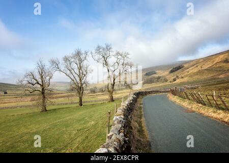 UK Landscape: Tre vecchi alberi accanto alla strada che si avvicina Halton Gill a Littondale in un primo giorno di primavera, Yorkshire Dales National Park, Regno Unito Foto Stock