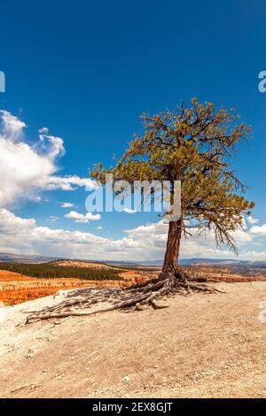 La pineta di Lone contro uno sfondo blu del cielo e le formazioni rocciose di pietra rossa del Bryce Canyon National Park, Stati Uniti Foto Stock