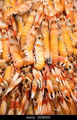 Un primo piano di langoustine grezze o gamberi della baia di dublino o scampi in vendita in un pescivendoli Foto Stock