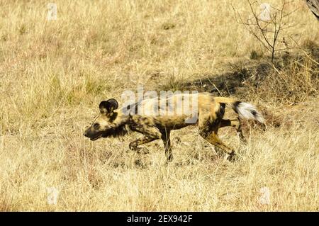 African Wild Dog (Lycaon pictus) Foto Stock