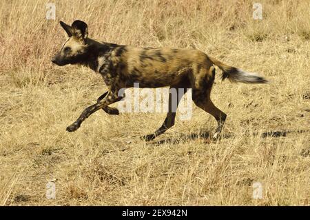 African Wild Dog (Lycaon pictus) Foto Stock