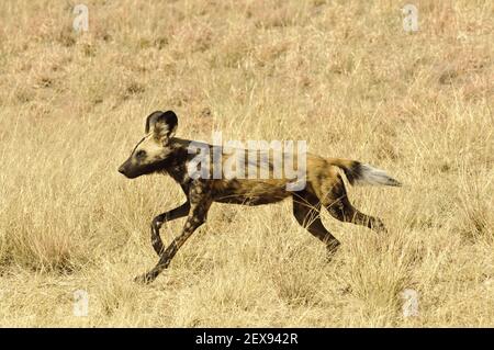 African Wild Dog (Lycaon pictus) Foto Stock