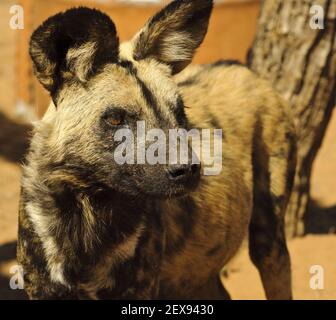 African Wild Dog (Lycaon pictus) Foto Stock