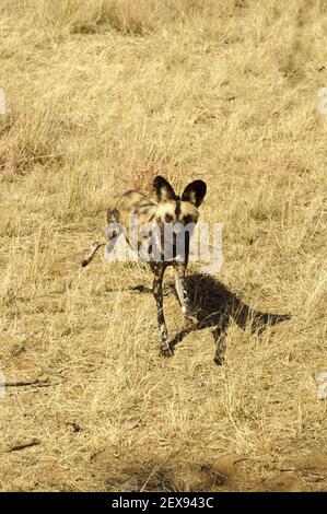 African Wild Dog (Lycaon pictus) Foto Stock