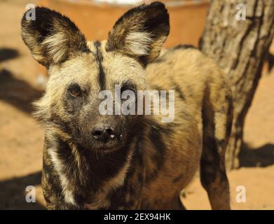 African Wild Dog (Lycaon pictus) Foto Stock