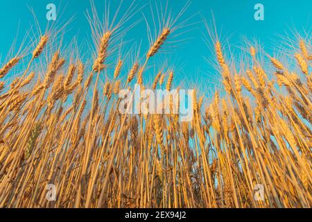 Ampio angolo di vista di stocchi di grano dorato maturo con sfondo blu cielo Foto Stock