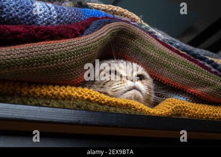 Gatto Scottish Fold si è nascosto in un mucchio di sciarpe multicolore a maglia. Preparazione alle basse temperature. Foto Stock