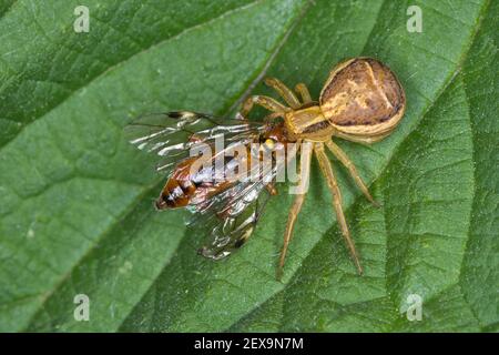 Krabbenspinne, Sumpf-Krabbenspinne, Sumpfkrabbenspinne, Weibchen mit erbeuteter Blattwespe, Beute, Xysticus ulmi, ragno di granchio di palude, ragno di granchio, KRAB Foto Stock