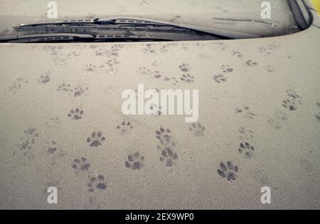 Le impronte di Cat sul cofano dell'auto coperto dalla polvere Foto Stock