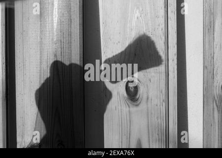 Ombra di una mano che tiene un pennello davanti a. uno sfondo composto da tavole di legno Foto Stock