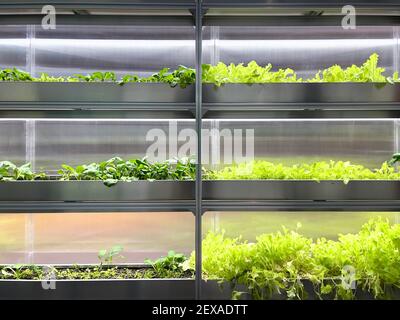 Coltivare verdure e insalata lascia il policarbonato High-TECH serra interna i ripiani in alluminio sotto la luce artificiale. Foto Stock