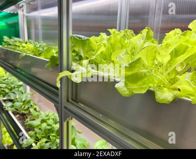 Coltivare verdure e insalata lascia il policarbonato High-TECH serra interna i ripiani in alluminio sotto la luce artificiale. Foto Stock