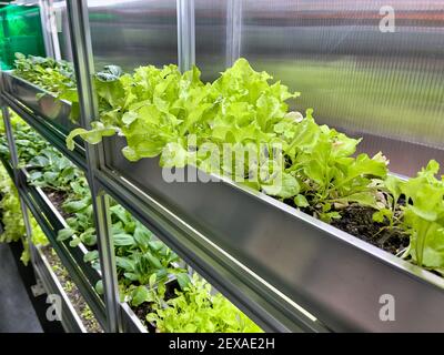 Coltivare verdure e insalata lascia il policarbonato High-TECH serra interna i ripiani in alluminio sotto la luce artificiale. Foto Stock