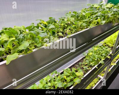 Coltivare verdure e insalata lascia il policarbonato High-TECH serra interna i ripiani in alluminio sotto la luce artificiale. Foto Stock
