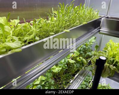 Coltivare verdure e insalata lascia il policarbonato High-TECH serra interna i ripiani in alluminio sotto la luce artificiale. Foto Stock