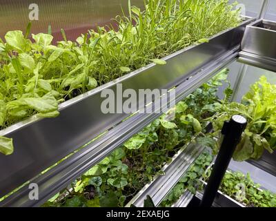 Coltivare verdure e insalata lascia il policarbonato High-TECH serra interna i ripiani in alluminio sotto la luce artificiale. Foto Stock