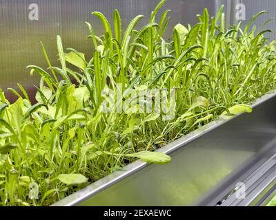 Coltivare verdure e insalata lascia il policarbonato High-TECH serra interna i ripiani in alluminio sotto la luce artificiale. Foto Stock