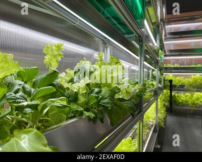 Coltivare verdure e insalata lascia il policarbonato High-TECH serra interna i ripiani in alluminio sotto la luce artificiale. Foto Stock
