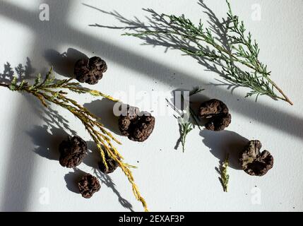 Sfere di rust di cedro essiccate su sfondo bianco con ombre Foto Stock