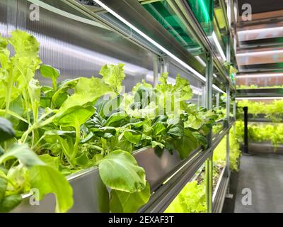 Coltivare verdure e insalata lascia il policarbonato High-TECH serra interna i ripiani in alluminio sotto la luce artificiale. Foto Stock