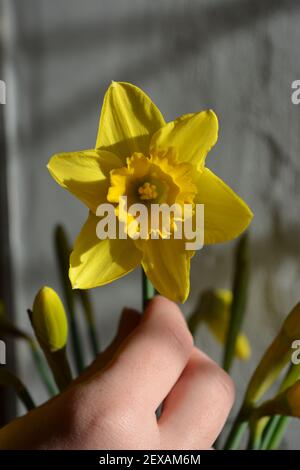 Giovane donna che organizza narcisi in un vaso, closeup di stelo in mano Foto Stock