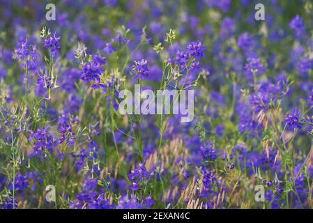Sfondo viola di fiori selvatici con messa a fuoco selettiva e sfondo sfocato Foto Stock