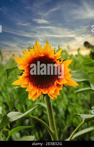 Primo piano di girasole giallo fresco contro il cielo blu drammatico Foto Stock