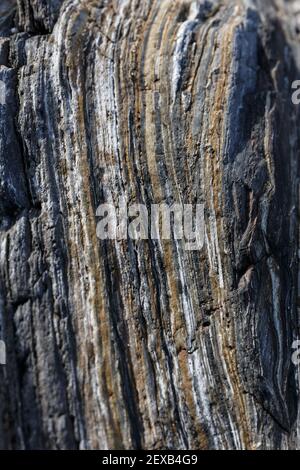 Rock strati sfondo, Roseland Peninsula, Cornovaglia, Regno Unito Foto Stock