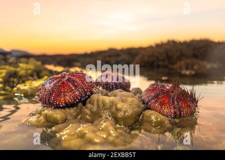 Molti ricci marini rossi splendidamente modellati sono lavati a terra e attaccati sul corallo cerebrale. Foto Stock