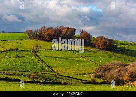 Muro di arenaria e alberi a Middleton Moor vicino Wirksworth vicino Al percorso High Peak nel Derbyshire Dales Peak Distretto Inghilterra Regno Unito Foto Stock