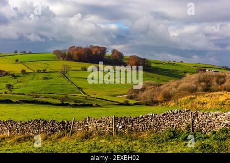 Muro di arenaria e alberi a Middleton Moor vicino Wirksworth vicino Al percorso High Peak nel Derbyshire Dales Peak Distretto Inghilterra Regno Unito Foto Stock