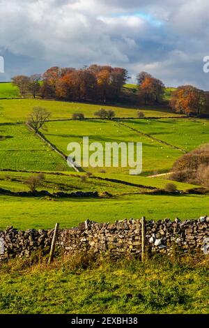 Muro di arenaria e alberi a Middleton Moor vicino Wirksworth vicino Al percorso High Peak nel Derbyshire Dales Peak Distretto Inghilterra Regno Unito Foto Stock