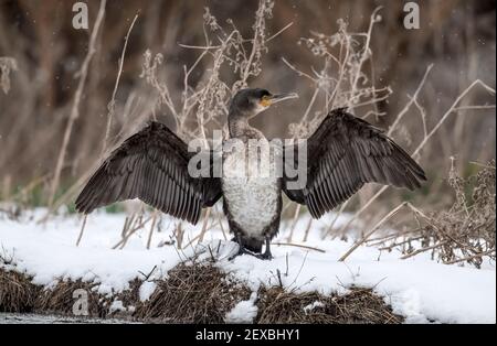 Cormorano con asciugando le sue ali al bordo di a. loch nella neve vicino in Scozia in inverno Foto Stock