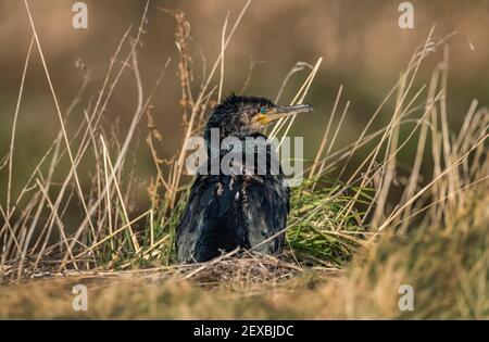 Cormorano sul bordo di un lago, primo piano in Scozia in inverno Foto Stock