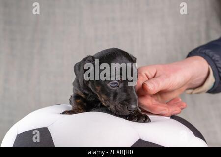 Jack Russell Terrier Puppy giace su una morbida palla giocattolo bianca e nera. Mezzo corpo in colore brindle. Una mano pipistola il cane in modo rassicurante. Messa a fuoco selettiva su Foto Stock