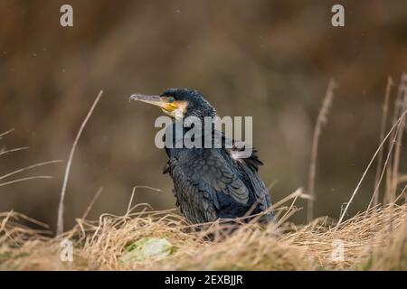 Cormorano sul bordo di un lago, primo piano in Scozia in inverno Foto Stock