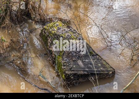 Tronco d'albero a taglio parziale con mensole di funghi e muschio coprendo la corteccia che affonda nell'acqua poco profonda nel zone umide al parco in una giornata di sole in wi Foto Stock