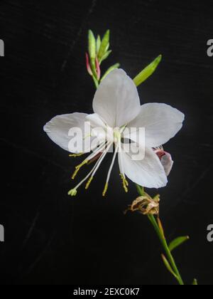Il Fiore della Guara bianca Belleza, un ibrido di Gaura lindheimeri, su sfondo nero Foto Stock