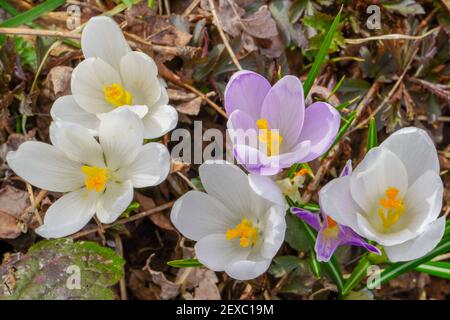 Il Crocus (plurale: Crocus o croci) è un genere di piante da fiore della famiglia degli iris. Fiori primo piano su uno sfondo naturale sfocato. Il primo spri Foto Stock