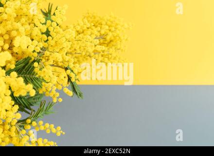 Fiori di mimosa gialli su sfondo giallo e grigio orizzontalmente. Colore dell'anno. Spazio di copia. Foto Stock
