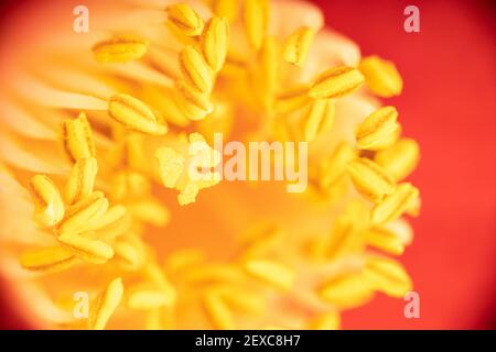 Macro shot di una bella camelia rossa con stampino giallo e pistilli. Fiore sfondo Foto Stock