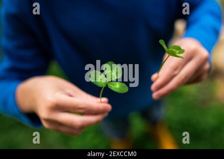 mani piccole che tengono due trifogli a tre foglie in un giardino esterno Foto Stock