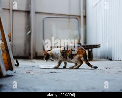 il gattino sporco mangia da un piatto sulla strada an camera abbandonata Foto Stock