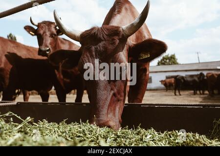 Muso di mucca di bestiame marrone con corna e giallo tag masticare Foto Stock