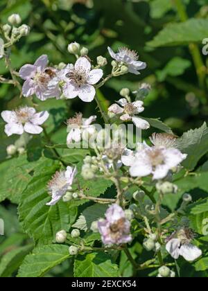 Mirtilli fioriti, Rubus sectio Rubus Foto Stock